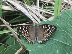 Junonia lemonias