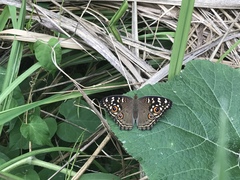 Junonia lemonias