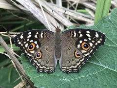 Junonia lemonias