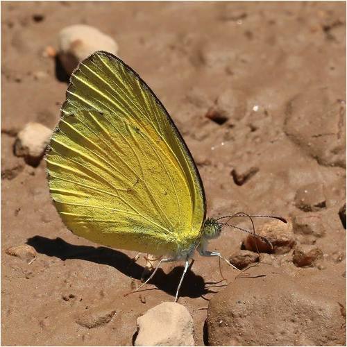 Broad-bordered Grass Yellow