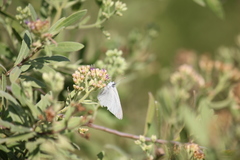 Teracolus agoye agoye