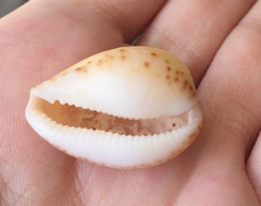 Notocypraea angustata