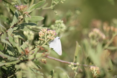 Teracolus agoye agoye