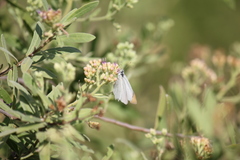 Teracolus agoye agoye