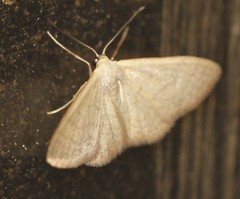 Idaea uniformis