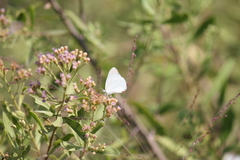 Teracolus agoye agoye