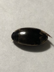 Thermonectus