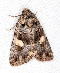 Condica macrosema