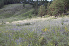 Marmota sibirica