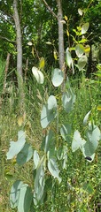 Eucalyptus delegatensis