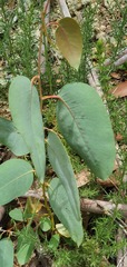 Eucalyptus delegatensis