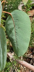 Eucalyptus delegatensis