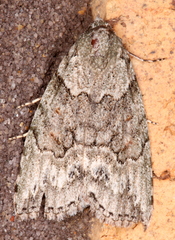 Calathusa basicunea