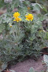 Picradeniopsis pringlei