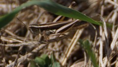 Macrotona securiformis