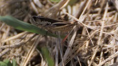 Macrotona securiformis