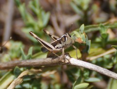 Macrotona securiformis