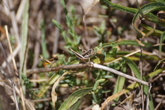 Macrotona securiformis