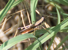 Macrotona securiformis