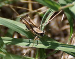 Macrotona securiformis
