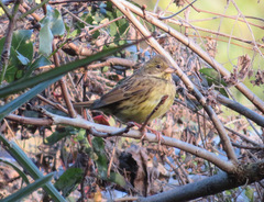 Emberiza personata