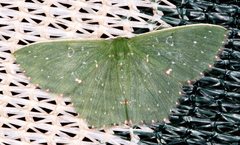 Prasinocyma iosticta