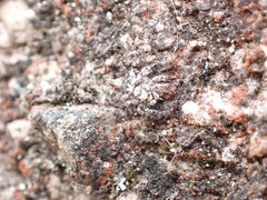 Salpesia