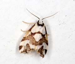 Thallarcha staurocola