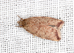 Syringoseca mimica