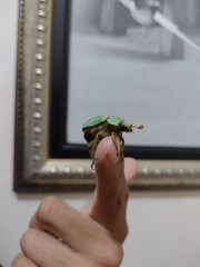 Pelidnota prasina