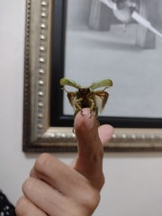 Pelidnota prasina