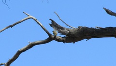 Ptilotula penicillata