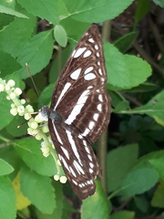 Phaedyma columella singa