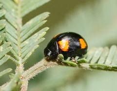 Peltoschema tetraspilotum