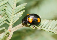 Peltoschema tetraspilotum