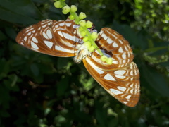 Phaedyma columella singa