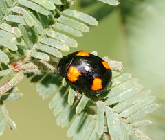 Peltoschema tetraspilotum