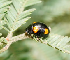 Peltoschema tetraspilotum
