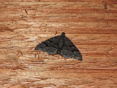 Xanthorhoe anthracinata