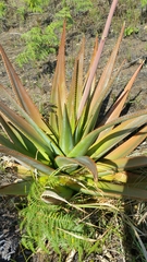 Aloe macroclada image