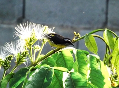 Coereba flaveola