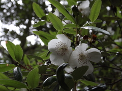 Eucryphia lucida