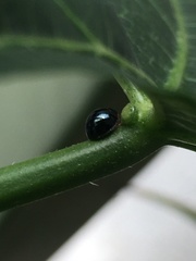 Chilocorus nigritus
