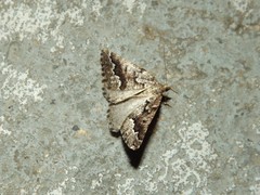 Hypsitropha euschema