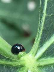Chilocorus nigritus