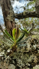 Angraecum rutenbergianum image