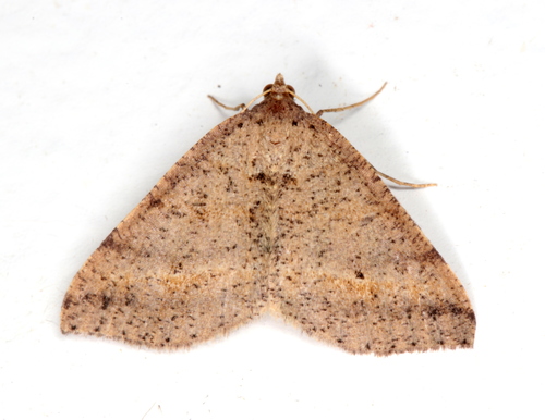 Dodonaea Moth