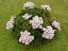 Anisotome latifolia