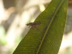 Anthomyia obscuripennis