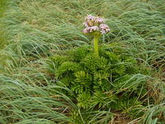 Anisotome latifolia